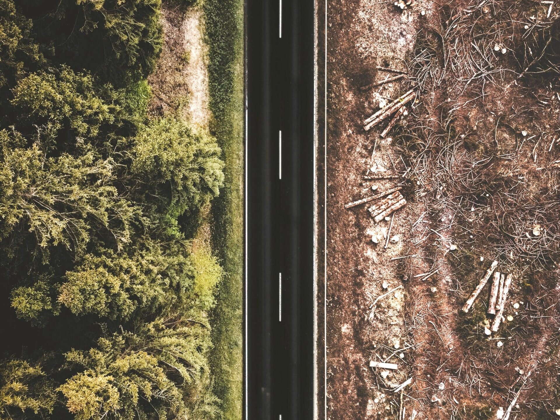 Une route sĂ©pare une forĂȘt d'un espace dĂ©boisĂ©.